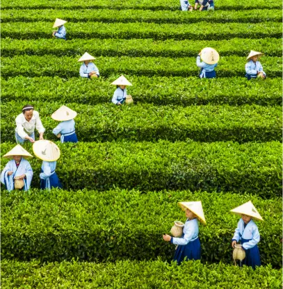 本地茶友会到底藏在哪？三步教你精准锁定同城茶友在哪里找