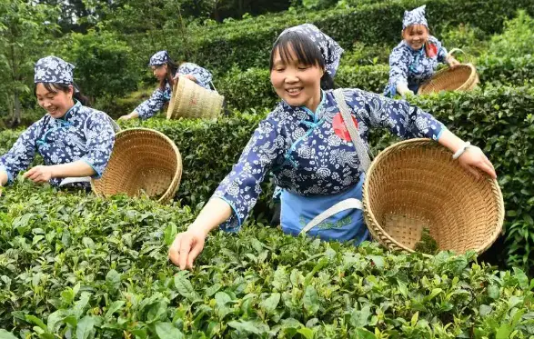 禅茶一味是什么意思？一杯茶里藏着千年智慧🍵