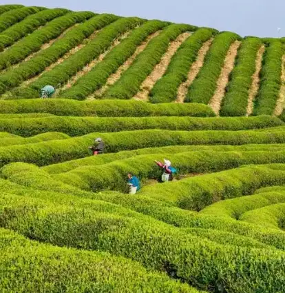 茶宠怎么养有什么讲究？掌握这些门道让你的茶桌灵气十足😊